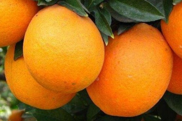 被誉为“峡橙三秀”之一的桃叶橙来自哪里？