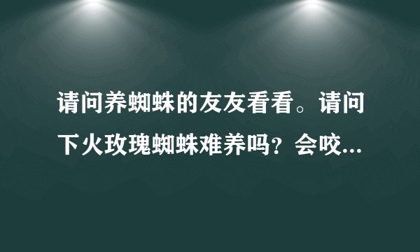 请问养蜘蛛的友友看看。请问下火玫瑰蜘蛛难养吗?会咬人吗?有毒吗?怎样养呢?