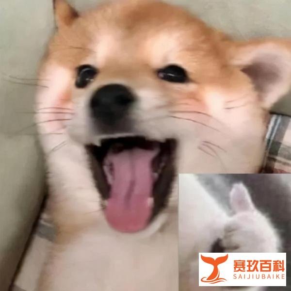 俄罗斯的狗也被制裁了？！哈士奇：我拆了你全家