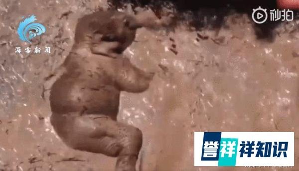 小象不吃饭只想玩水被妈妈推着走 这是咋情况？