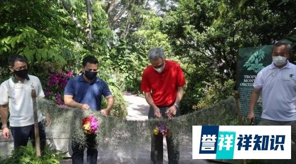 免费观园‖新加坡国花胡姬花（兰花）来啦！