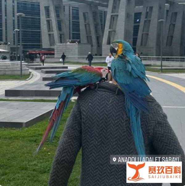 鹦鹉狂喊「我老公不在家」 ！丈夫惊觉戴绿帽带鸟出庭作证！