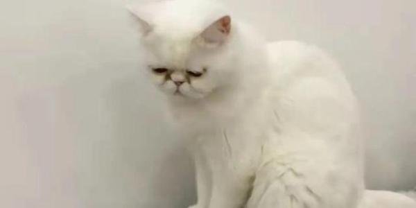 确诊者家中3只猫核酸阳性被安乐死 这是咋情况？