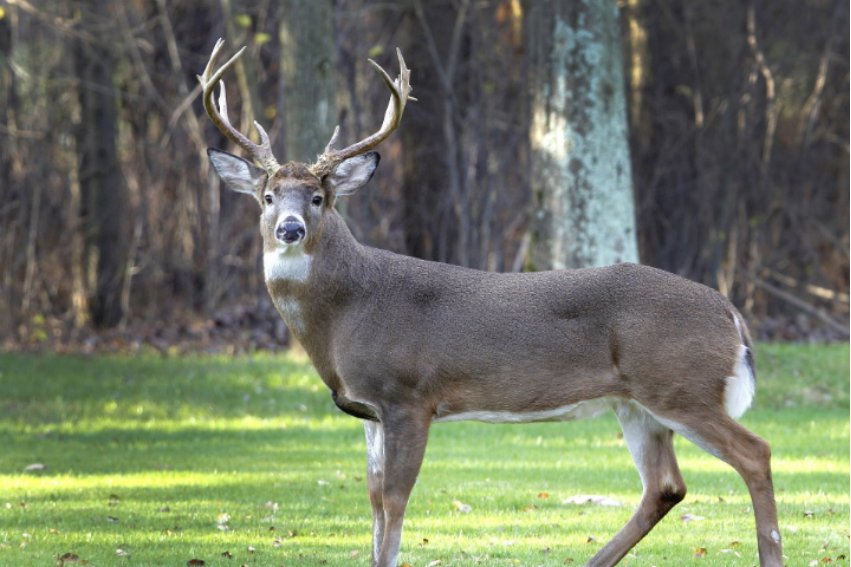 鹿的英语是什么？