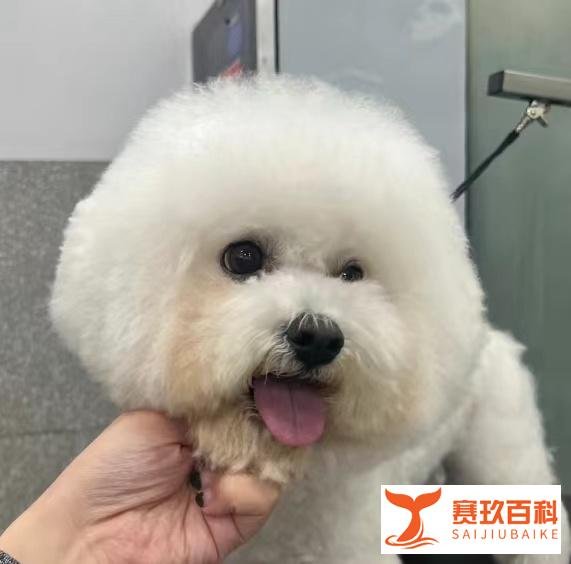 985大学生裸辞大公司：活得像老鼠