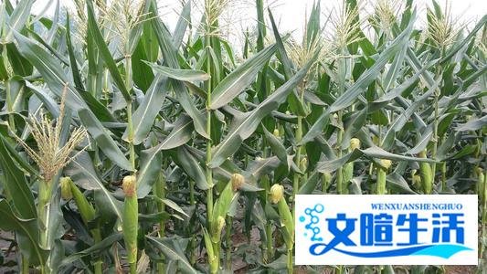 美国批准投放7.5亿只蚊子，是福还是祸？