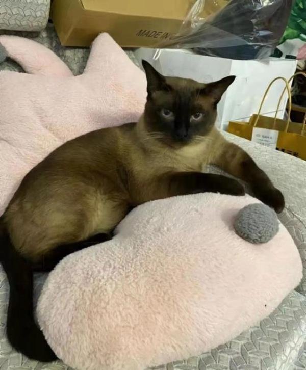 确诊者家中3只猫核酸阳性被安乐死 这是咋情况？