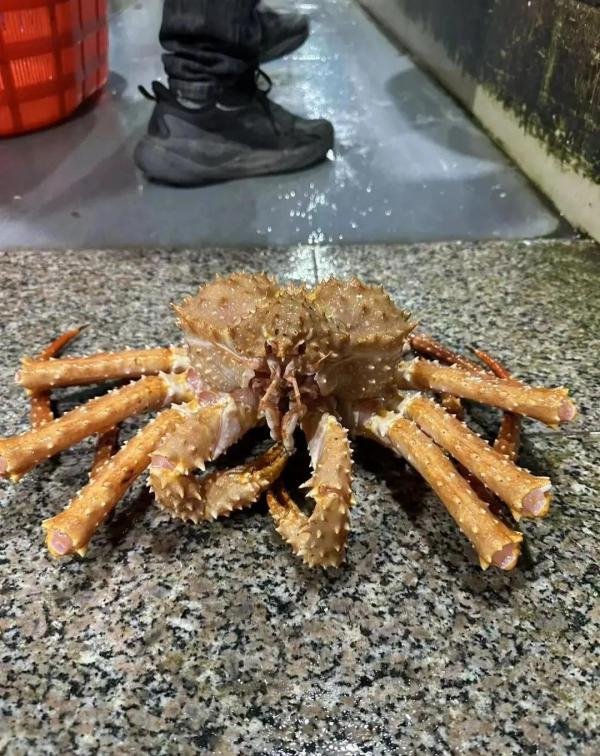 深圳帝王蟹多少钱一斤，5月份吃哪种帝王蟹好，红蟹，蓝蟹，棕蟹？
