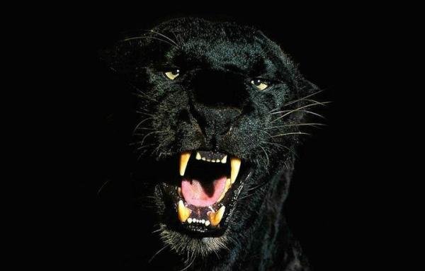 四川相传出现过“霸王猇”，体型跟虎相似，在500年前灭绝了
