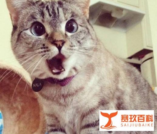 北大连续三次退河南一考生档案，理由均为高考成绩过低担心其难毕业