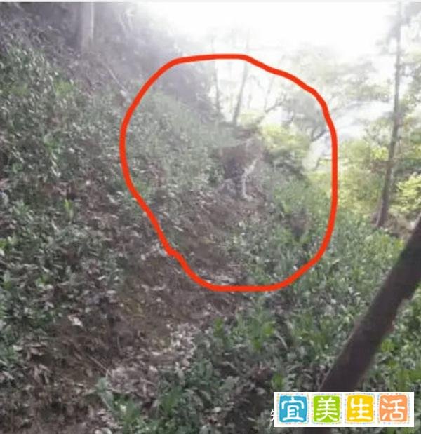 杭州豹子出逃事件整理，到底是谁把人民当傻子耍？