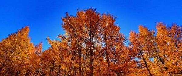 桦木被誉为木本植物里的活化石起源蚂蚁新村答案