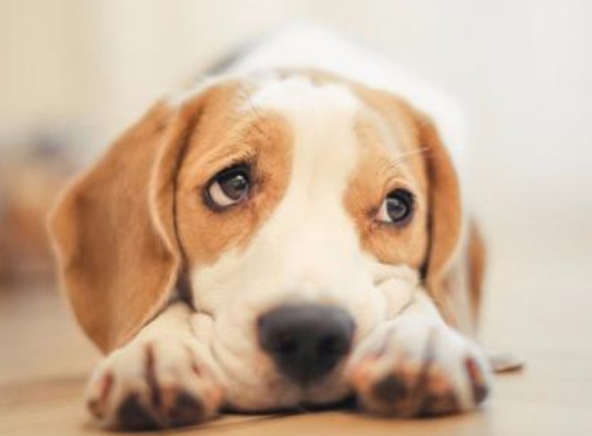 大连哪里可以免费领养宠物狗狗