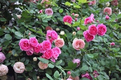 搜集歌词中带花字的歌、好听点的。