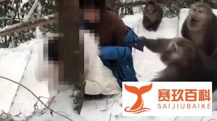 四川成都两名女子遭猴子“围攻”,薅头发扒衣服,尖叫声不断却未见工作人员阻止。