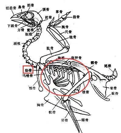 鸡肋是什么意思?在鸡的哪个部位？其实也是香饽饽
