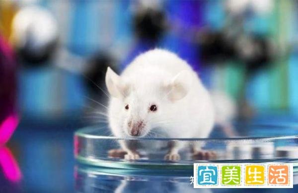 杭州豹子出逃事件整理，到底是谁把人民当傻子耍？