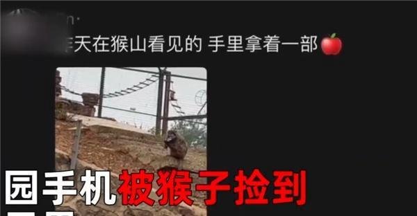 猴子捡走游客手机居然还打电话！网友：猴哥需要充电器！