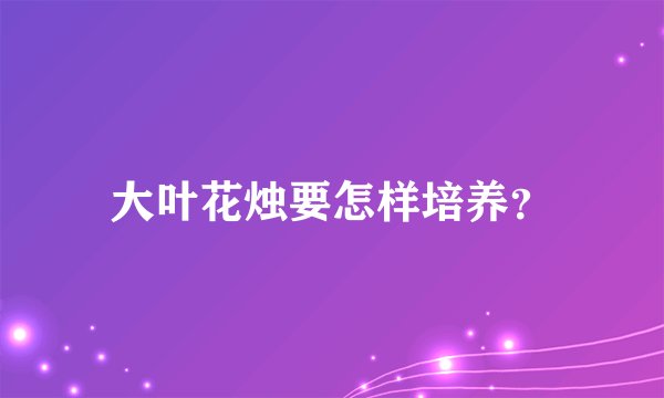 大叶花烛要怎样培养?