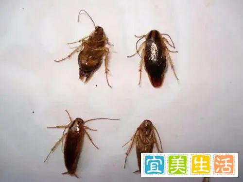 蟑螂幼崽怎么消除,正确处理的方法!