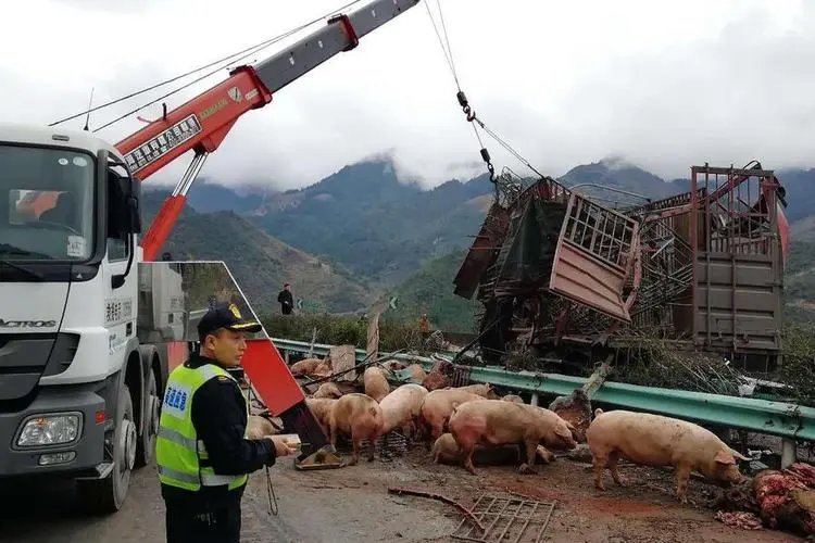 惠州一运猪车侧翻：40多头猪“大闹”高速！造成此事故的原因是什么？