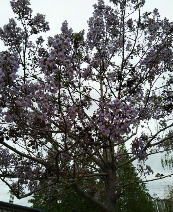 泡桐花开