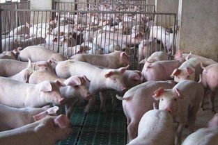 农业农村部建议多买肉多吃肉，生猪是否还存在供应过剩的局面？