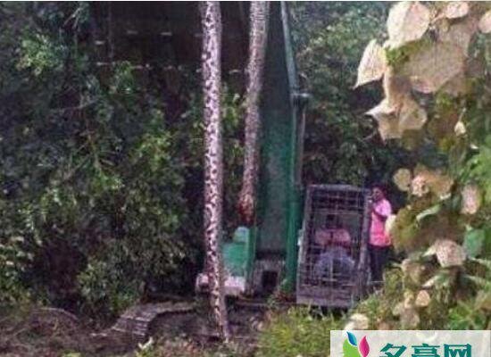 广西桂平挖蛇事件是真是假，16.7米黄金蟒蛇吓死人(假新闻)