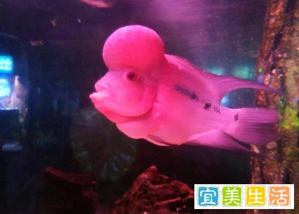 罗汉鱼起头吃什么？