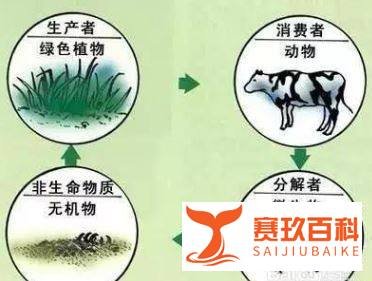 高中生物消费者的作用
