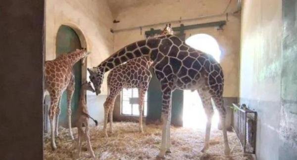 刚出生就1米8的小公主来啦！