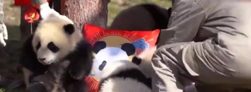 熊猫宝宝的不情愿拜年现场火了,你认为熊猫成为国宝的原因有哪些?