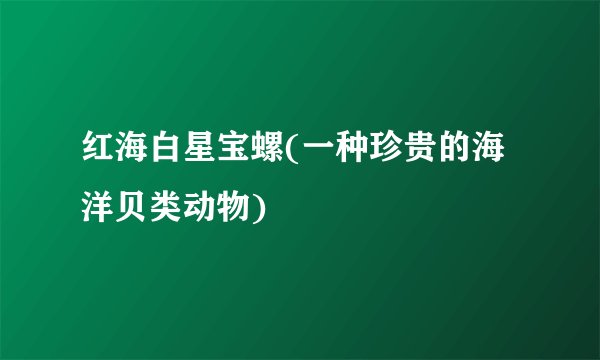 红海白星宝螺(一种珍贵的海洋贝类动物)