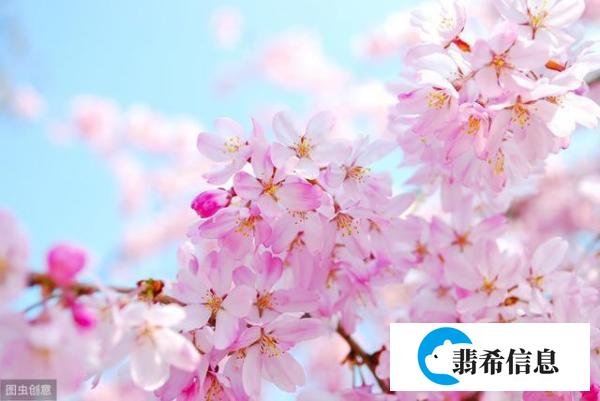 日语中的「柄」是什么含义?这篇文章告诉你