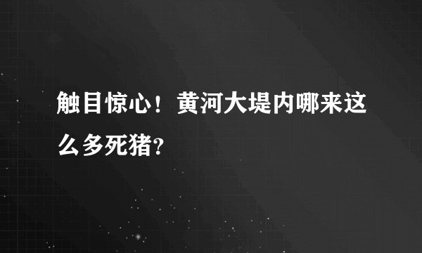 触目惊心！黄河大堤内哪来这么多死猪？