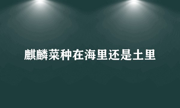 麒麟菜种在海里还是土里