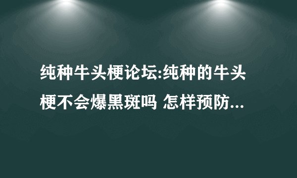 纯种牛头梗论坛:纯种的牛头梗不会爆黑斑吗 怎样预防牛头梗起黑斑