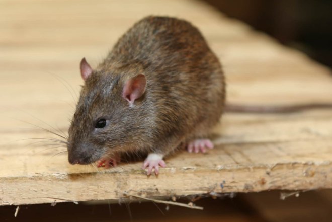 噤若寒蝉是什么生肖