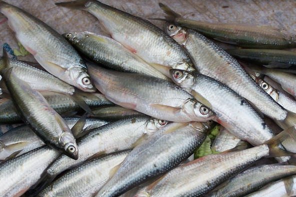 大家说的翘嘴、白条、马口是一种鱼吗?
