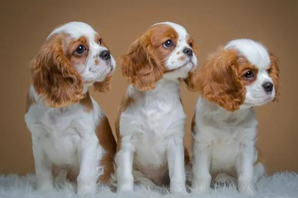 麻木不仁它做不到,心地善良它也做不到是什么动物