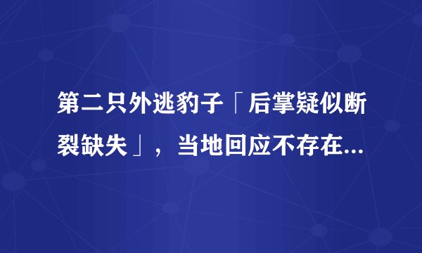第二只外逃豹子「后掌疑似断裂缺失」,当地回应不存在「断脚」,真实情况是什么?后掌可能是怎样造成的?