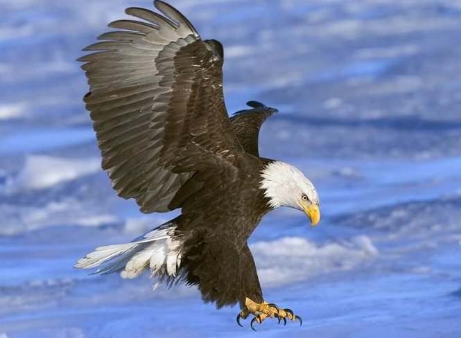 hawk和eagle的区别是什么