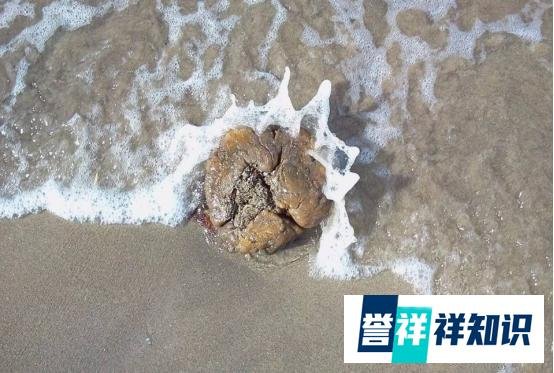 渔民捡到价值千万龙涎香 这是咋情况？