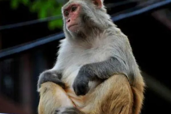 六指山上人中人是什么意思