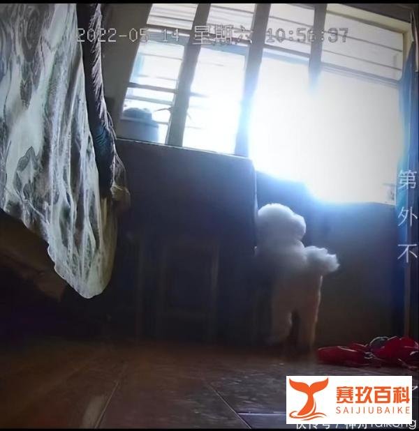 上海一只小狗独自隔离19天，监控视频流出让无数网友心酸