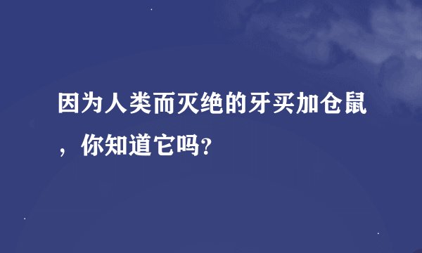 因为人类而灭绝的牙买加仓鼠，你知道它吗？