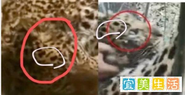 杭州豹子出逃事件整理，到底是谁把人民当傻子耍？