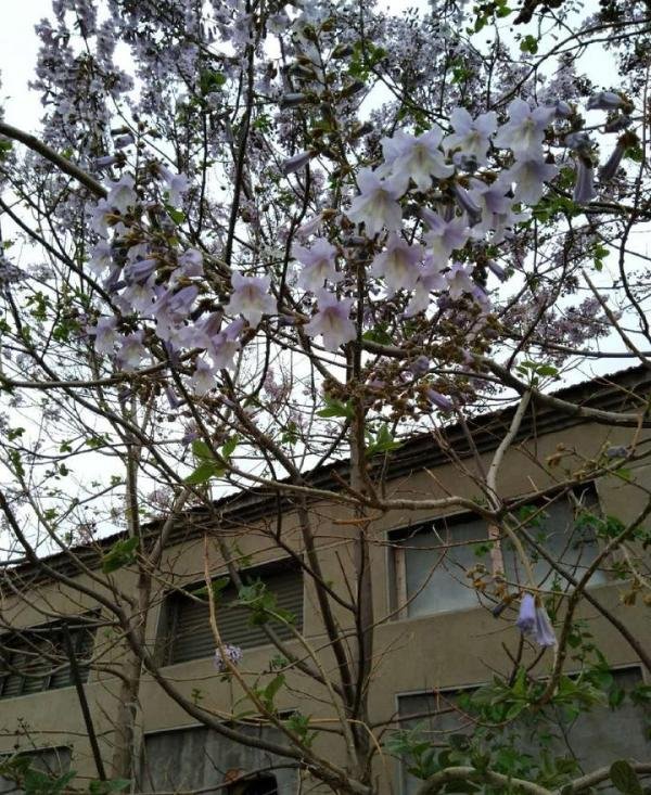 泡桐花开