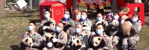 熊猫宝宝的不情愿拜年现场火了,你认为熊猫成为国宝的原因有哪些?