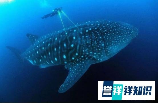 渔民捡到价值千万龙涎香 这是咋情况？